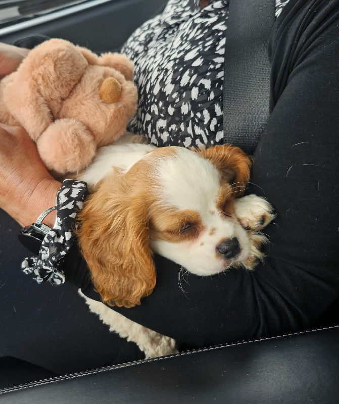 <h2><strong>4.9★ Average Rating</strong></h2><h2><strong>See Why Dogs (and Their Owners) Are Raving About The Whiffie</strong></h2>