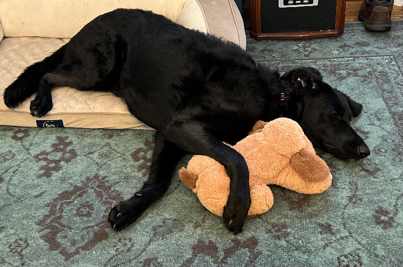 <h2><strong>4.9★ Average Rating</strong></h2><h2><strong>See Why Dogs (and Their Owners) Are Raving About The Whiffie</strong></h2>