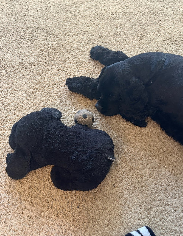 <h2><strong>4.9★ Average Rating</strong></h2><h2><strong>See Why Dogs (and Their Owners) Are Raving About The Whiffie</strong></h2>
